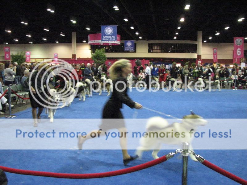 Went to the Eukanuba National Dog Show